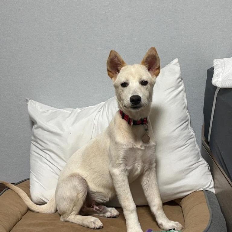 Enlarge Dao, a Adoptable Jindo in Northbrook, IL image 3/5