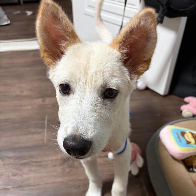 Enlarge Dao, a Adoptable Jindo in Northbrook, IL image 4/5