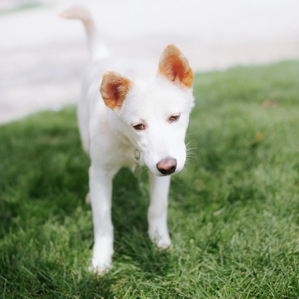 Enlarge Dao, a Adoptable Jindo in Northbrook, IL image 5/5