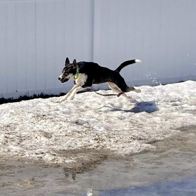 Stacey, Adoptable, Adult Female Husky & Mixed Breed.