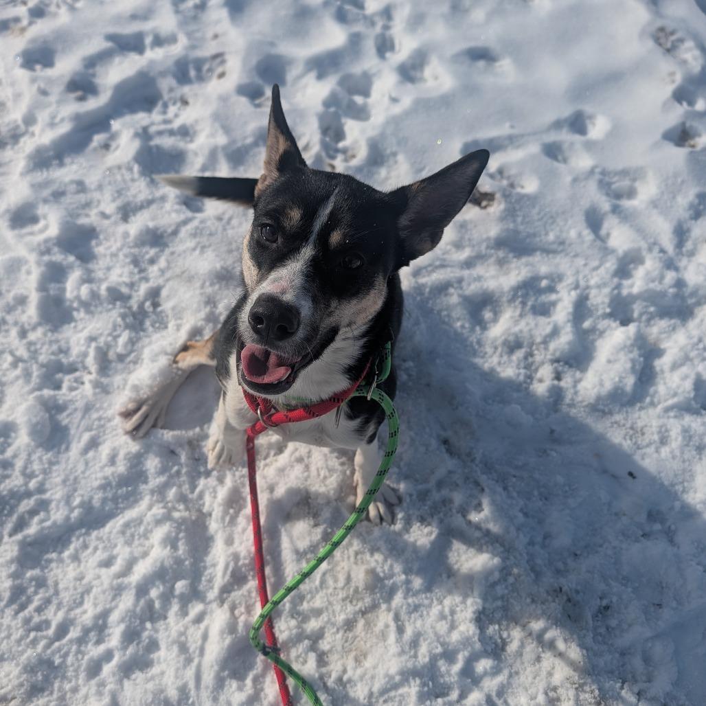Enlarge Stacey, a Adoptable mixed breed in Ballston Spa, NY image 1/3