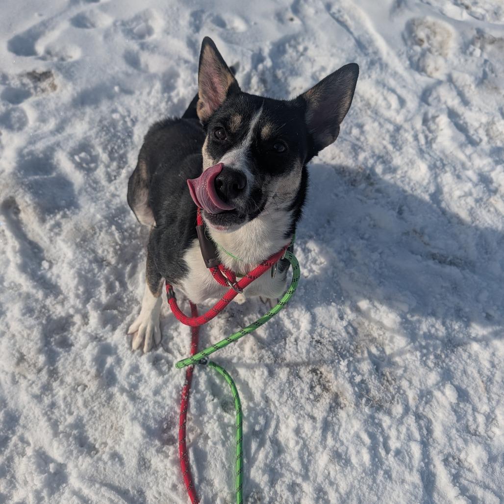 Enlarge Stacey, a Adoptable mixed breed in Ballston Spa, NY image 2/3