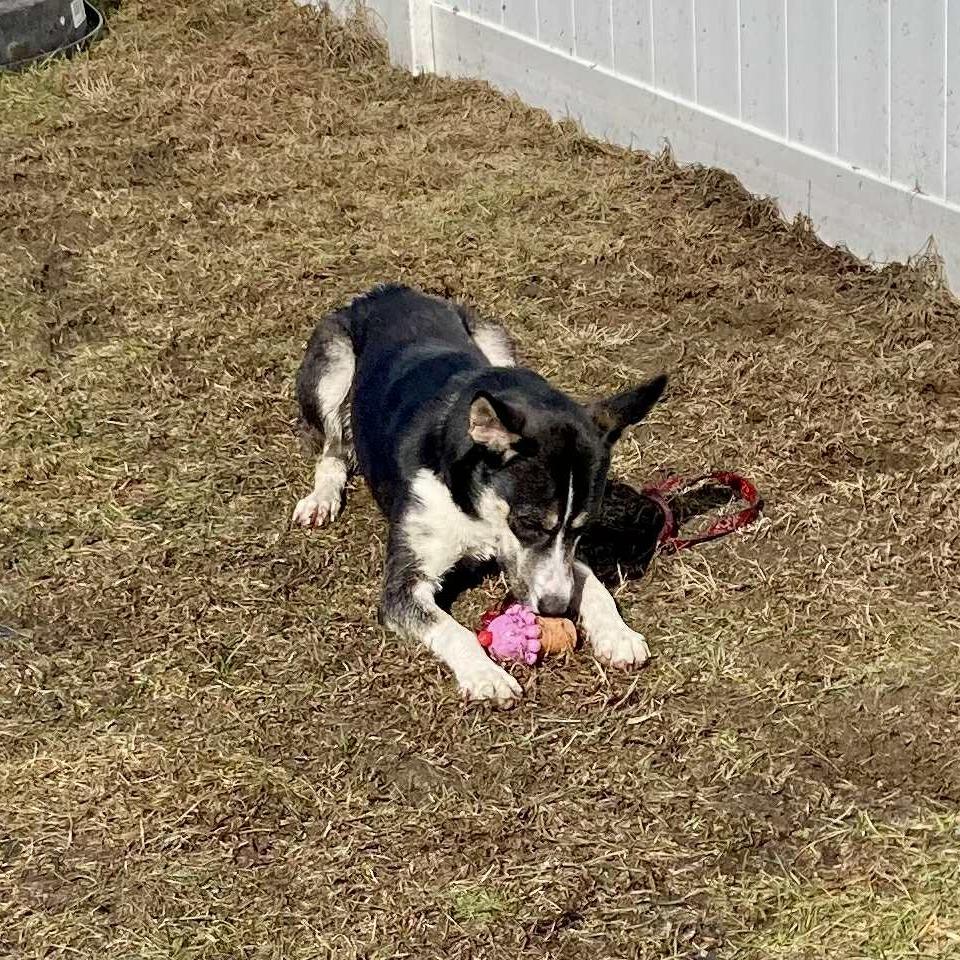 Enlarge Stacey, a Adoptable mixed breed in Ballston Spa, NY image 4/6