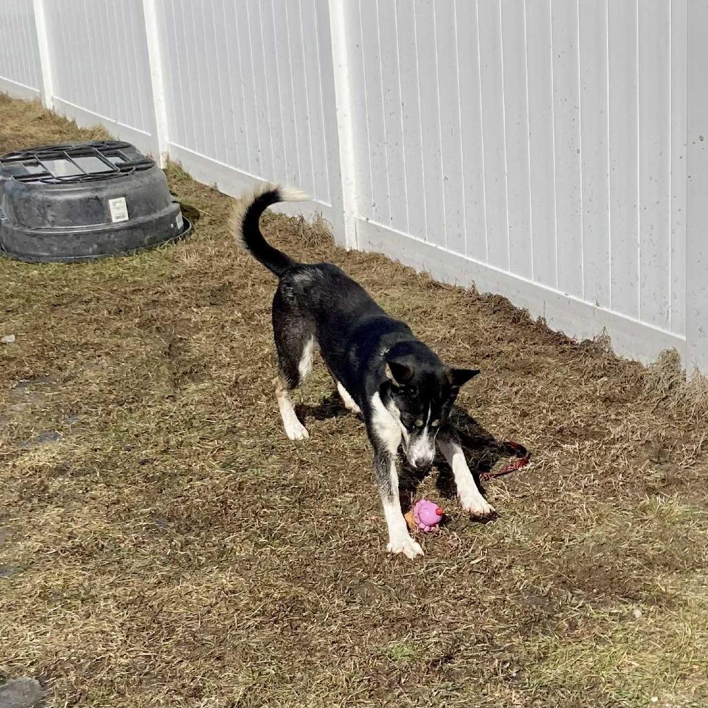 Enlarge Stacey, a Adoptable mixed breed in Ballston Spa, NY image 5/6
