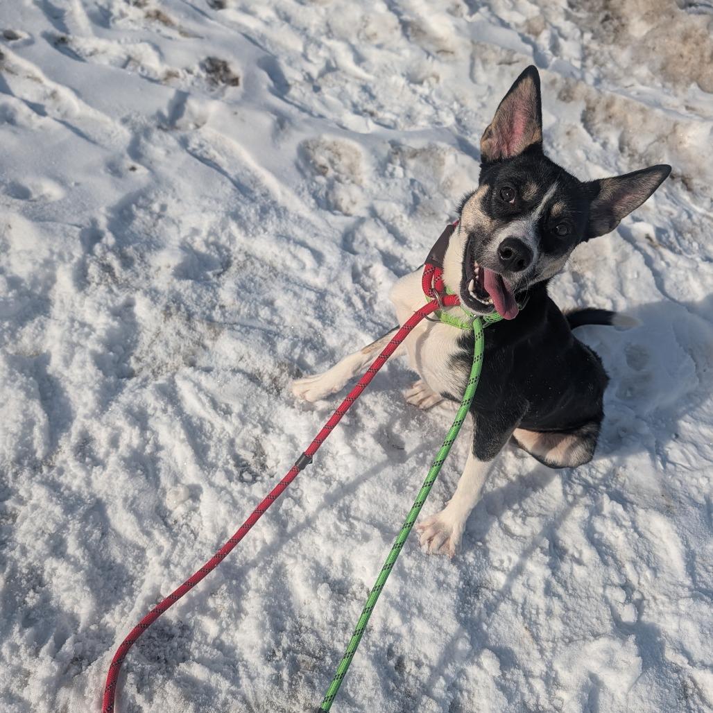 Enlarge Stacey, a Adoptable mixed breed in Ballston Spa, NY image 3/3