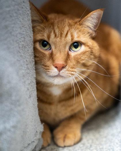 Tiger, a Adoptable Domestic Short Hair in Pequot Lakes, MN image 1/2