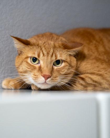 Tiger, Adoptable, Adult Male Domestic Short Hair & Domestic Short Hair.