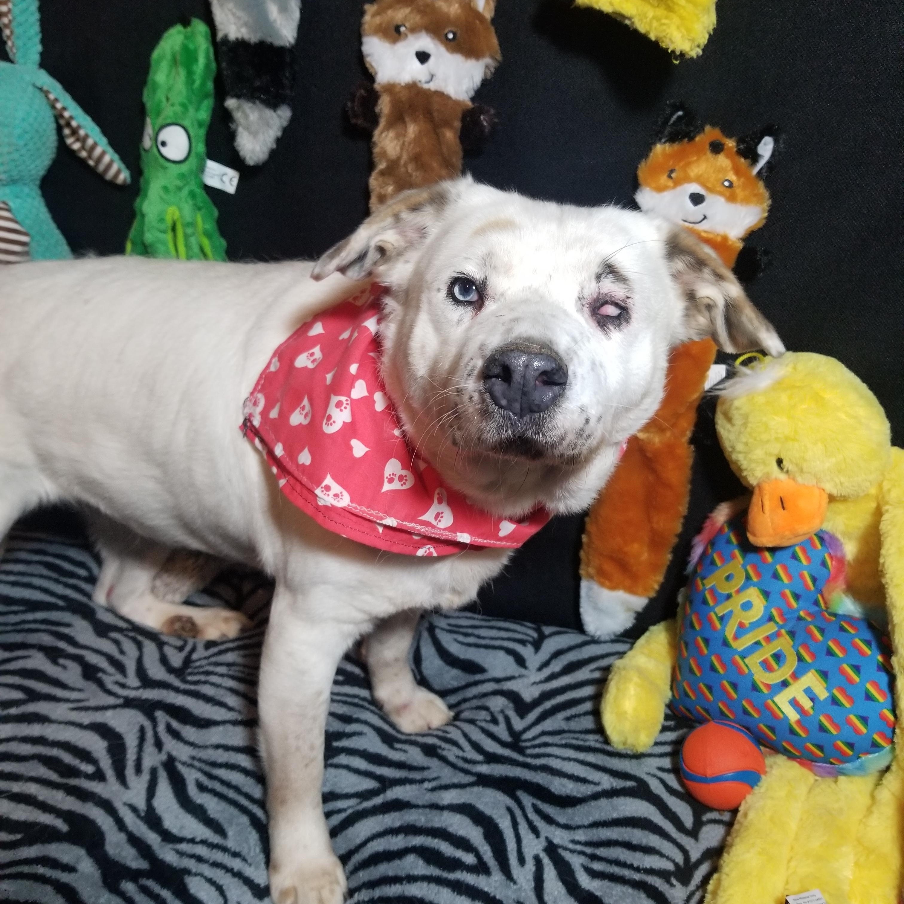 Willa, a Adoptable mixed breed in Indianapolis, IN image 5/6