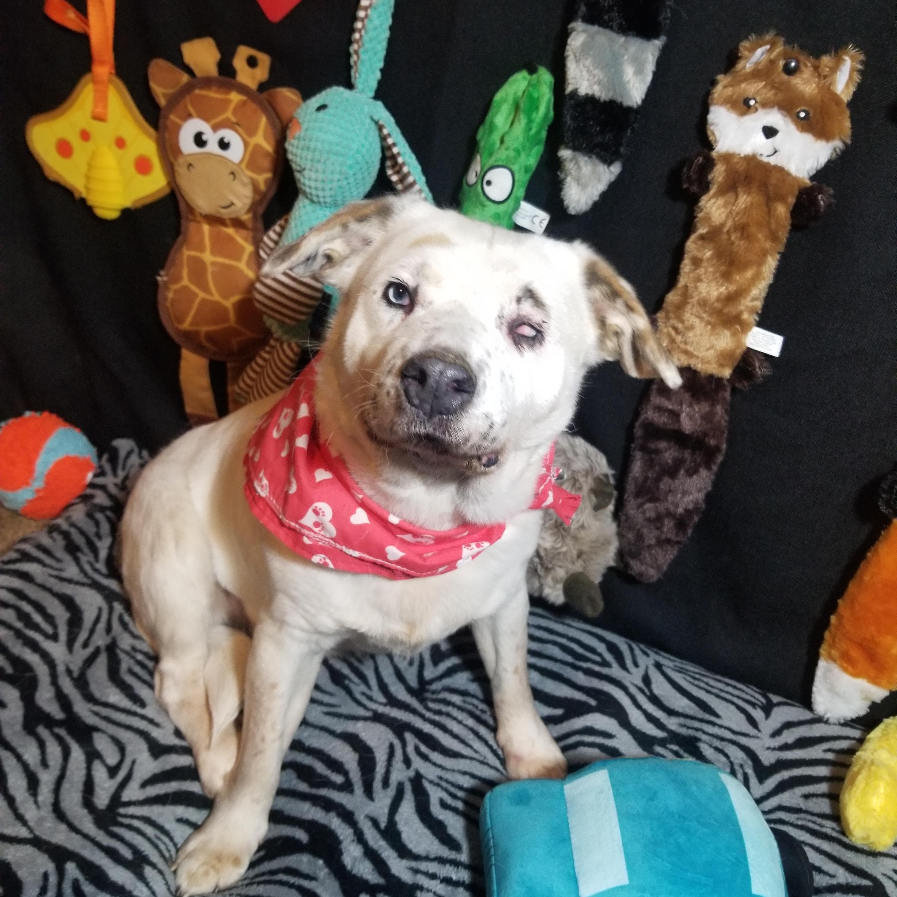 Willa, a Adoptable mixed breed in Indianapolis, IN image 1/6