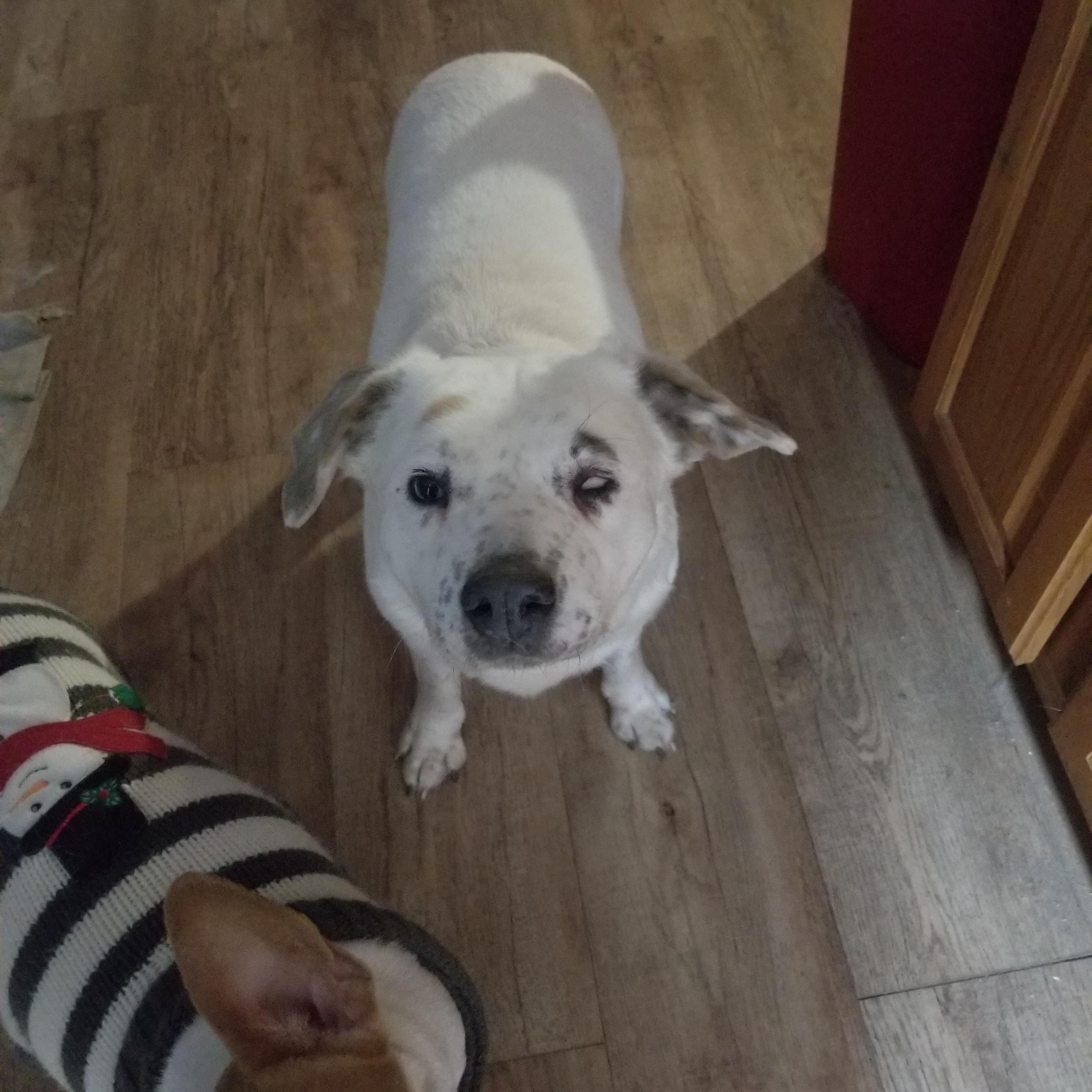 Willa, a Adoptable mixed breed in Indianapolis, IN image 4/6