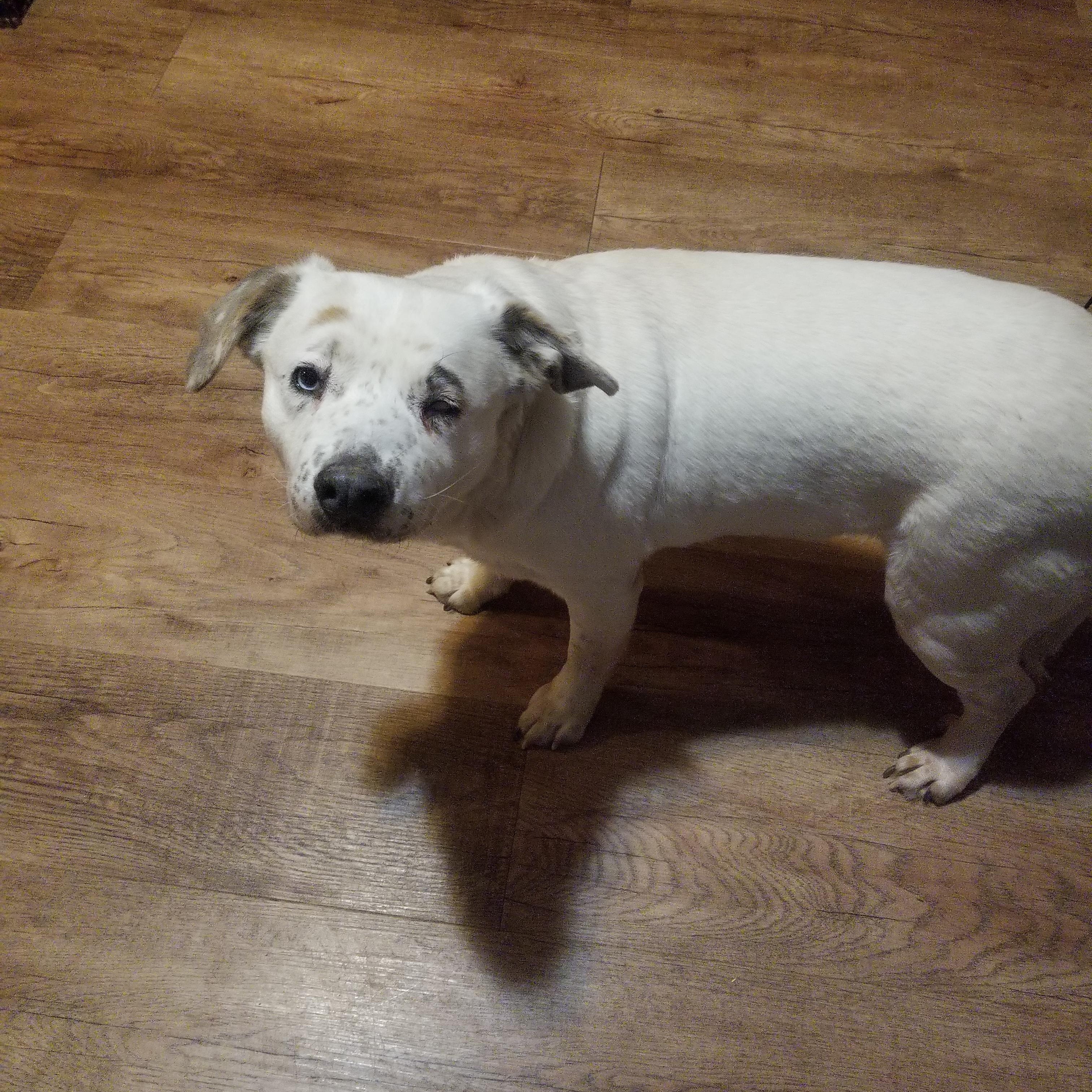 Willa, a Adoptable mixed breed in Indianapolis, IN image 2/6