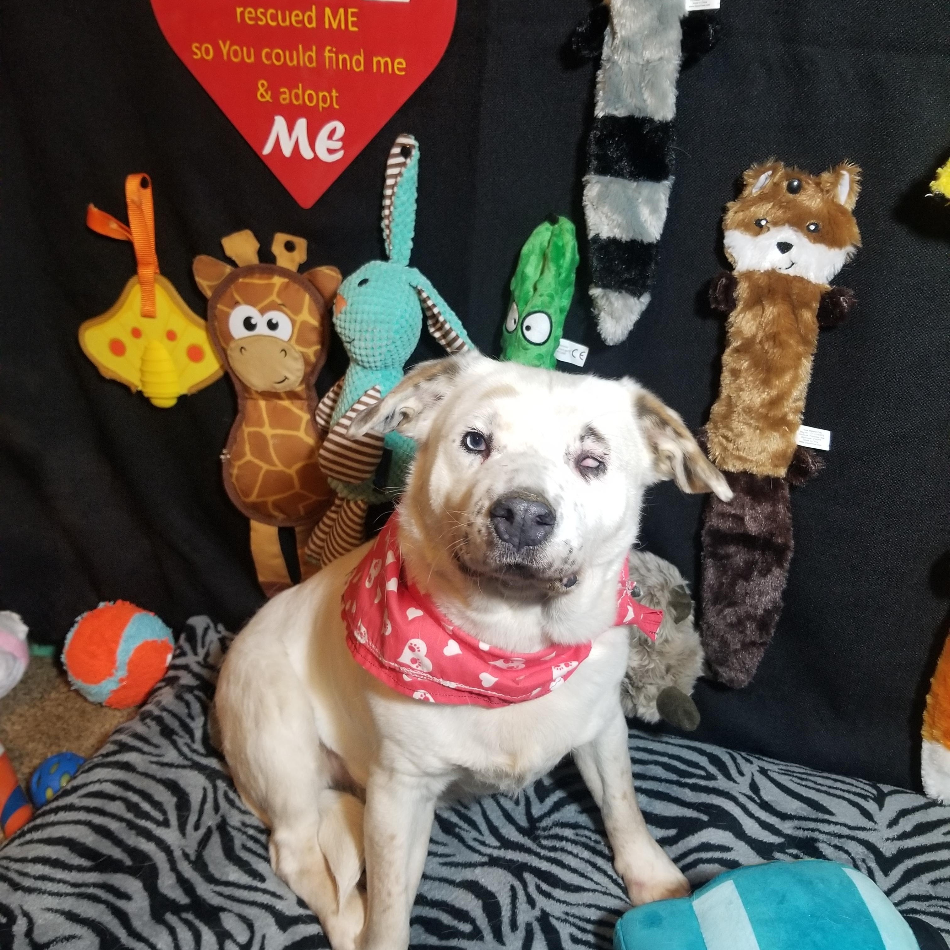 Willa, a Adoptable mixed breed in Indianapolis, IN image 6/6