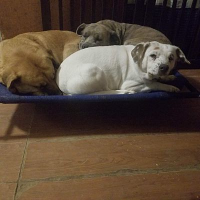 Willa, a Adoptable mixed breed in Indianapolis, IN image 3/6