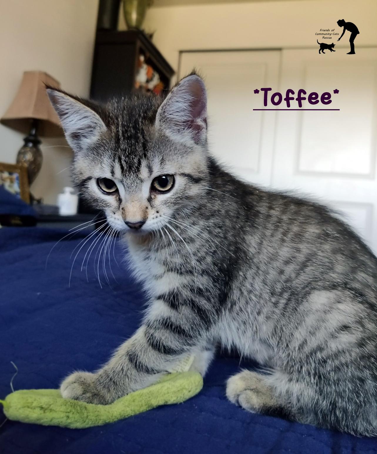 Toffee, ADOPTABLE, Young Female Domestic Short Hair.