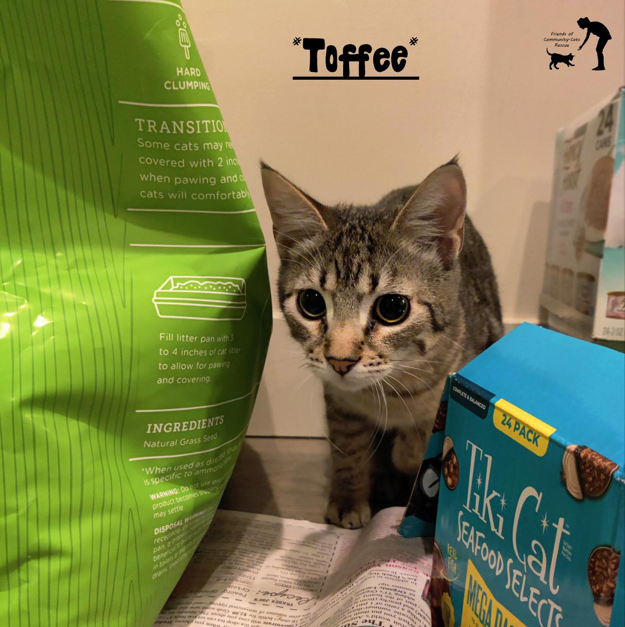 Toffee, Adoptable, Kitten Female Domestic Short Hair.