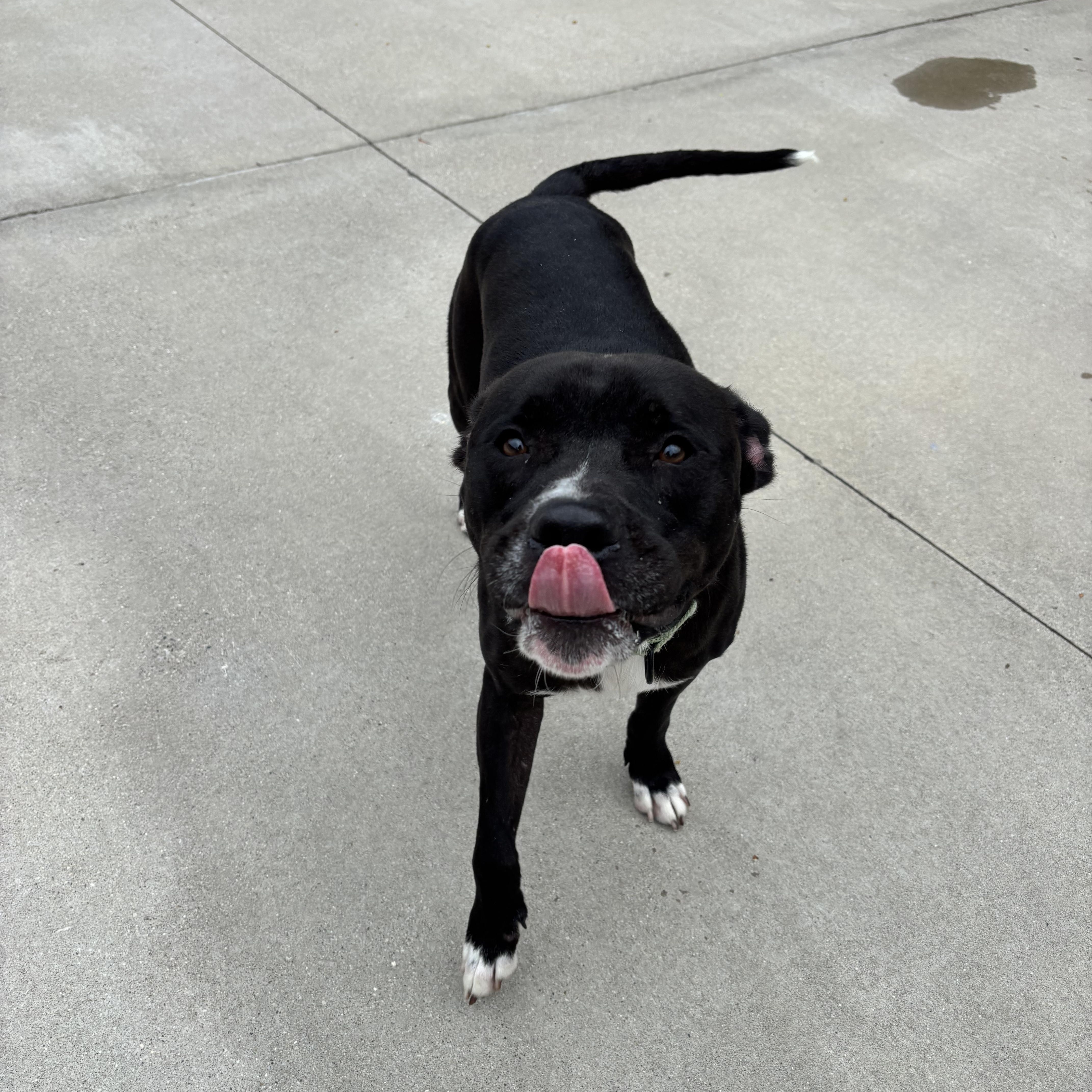 Enlarge Panther, a Adoptable Mixed Breed in Mount Pleasant, MI image 3/4