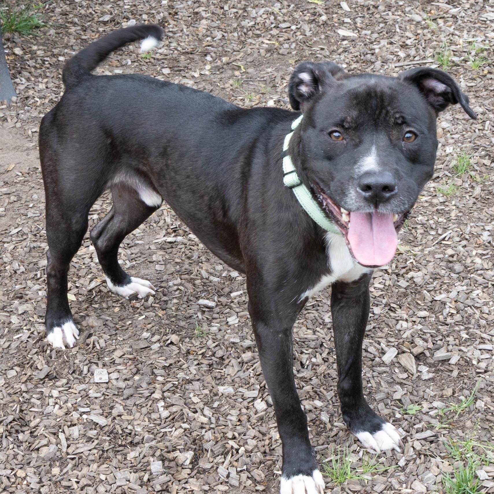 Enlarge Panther, a Adoptable Mixed Breed in Mount Pleasant, MI image 4/4