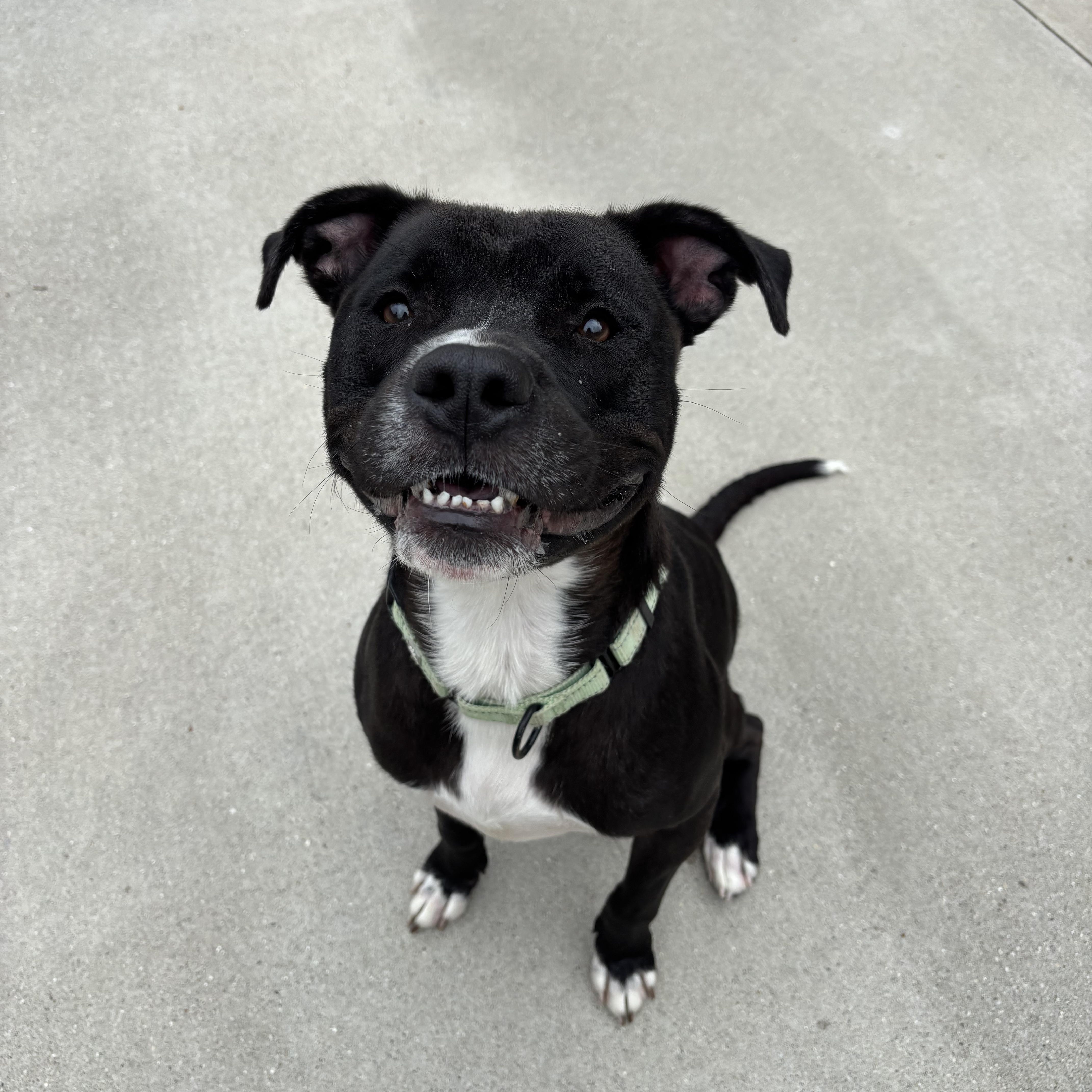 Enlarge Panther, a Adoptable Mixed Breed in Mount Pleasant, MI image 2/4