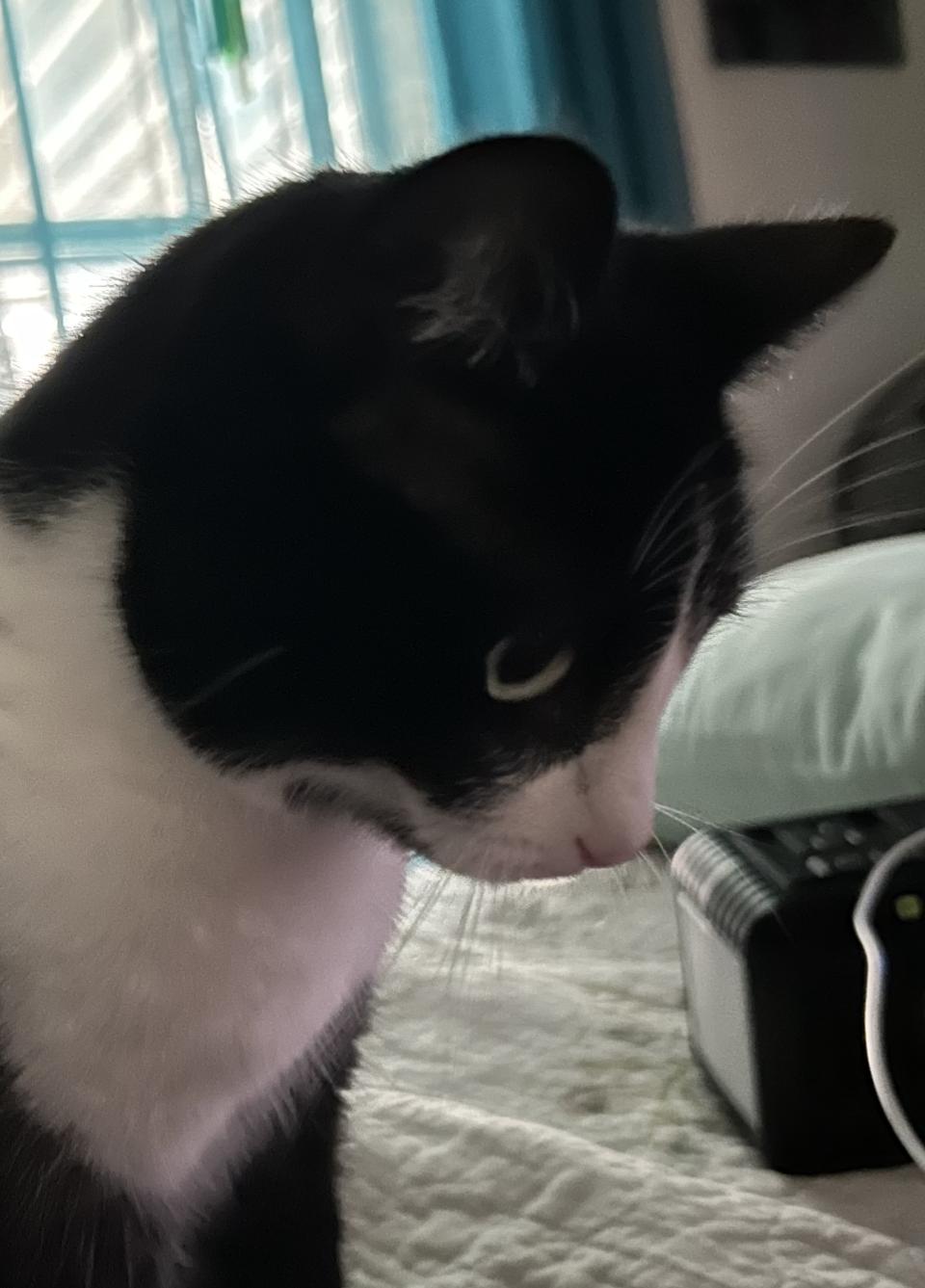 Sissy, a Adoptable mixed breed in Benicia, CA image 1/6