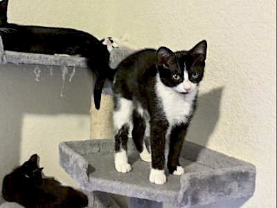 Sissy, a Adoptable mixed breed in Benicia, CA image 2/6