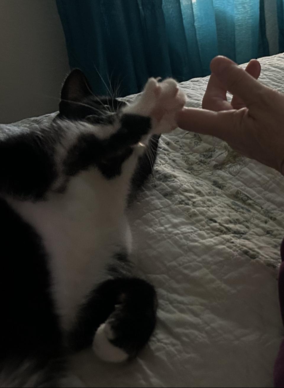 Sissy, Adoptable, Young Female Tuxedo & Domestic Short Hair.