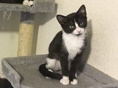 Sissy, a Adoptable mixed breed in Benicia, CA image 4/6