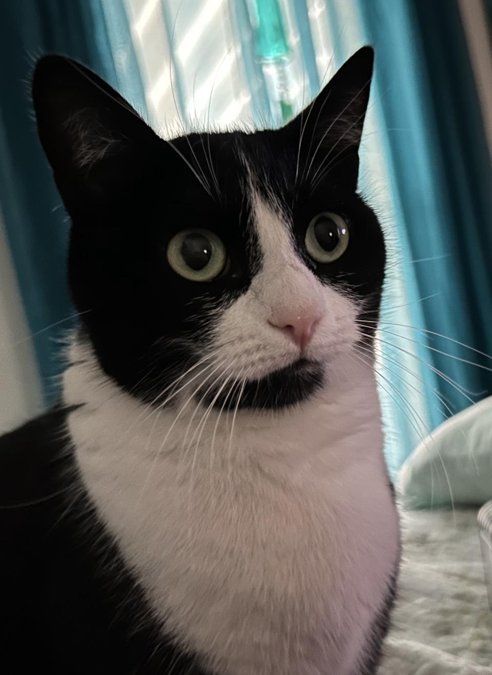 Sissy, a Adoptable mixed breed in Benicia, CA image 5/6