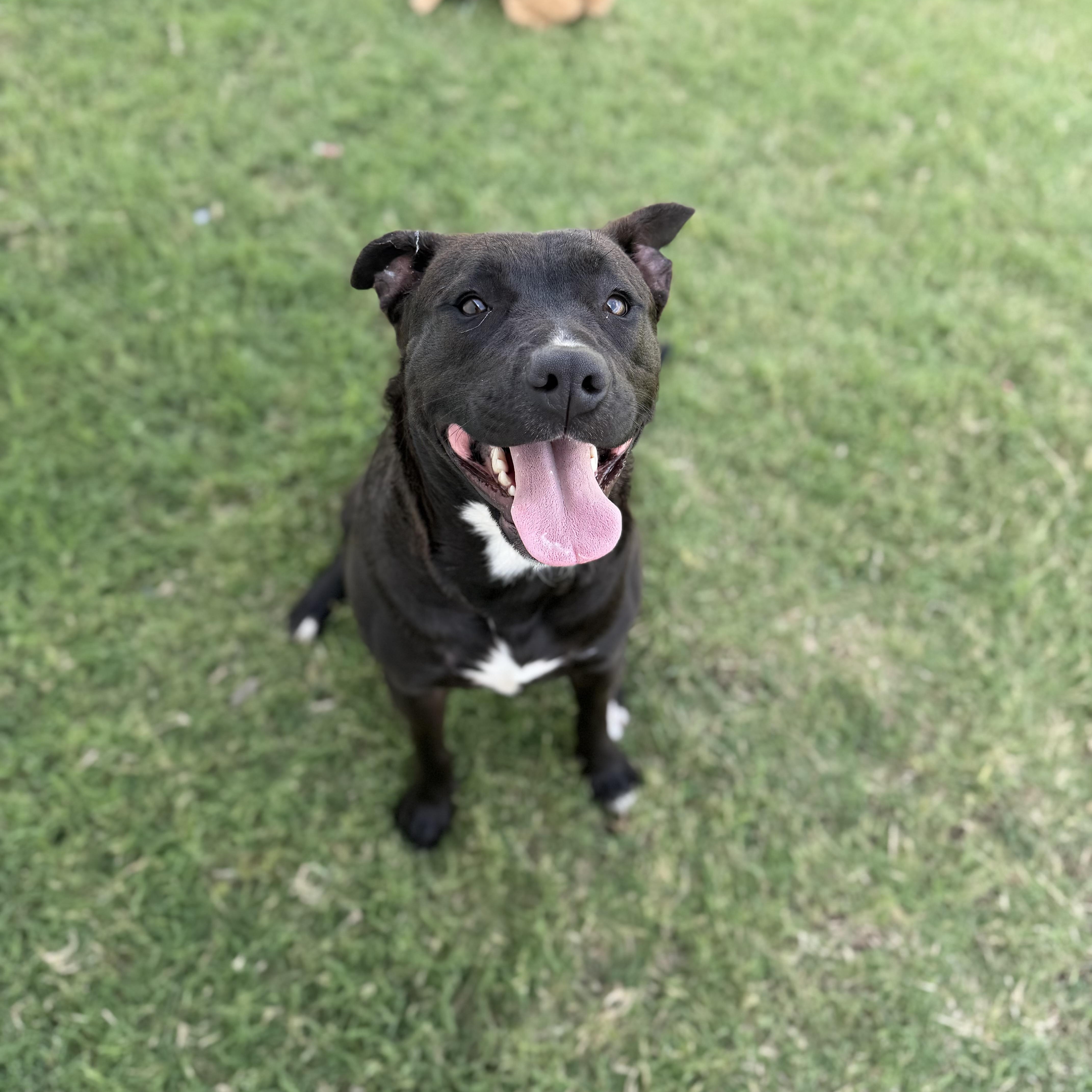 Enlarge Shylo, a ADOPTABLE mixed breed in Geronimo, OK image 2/3