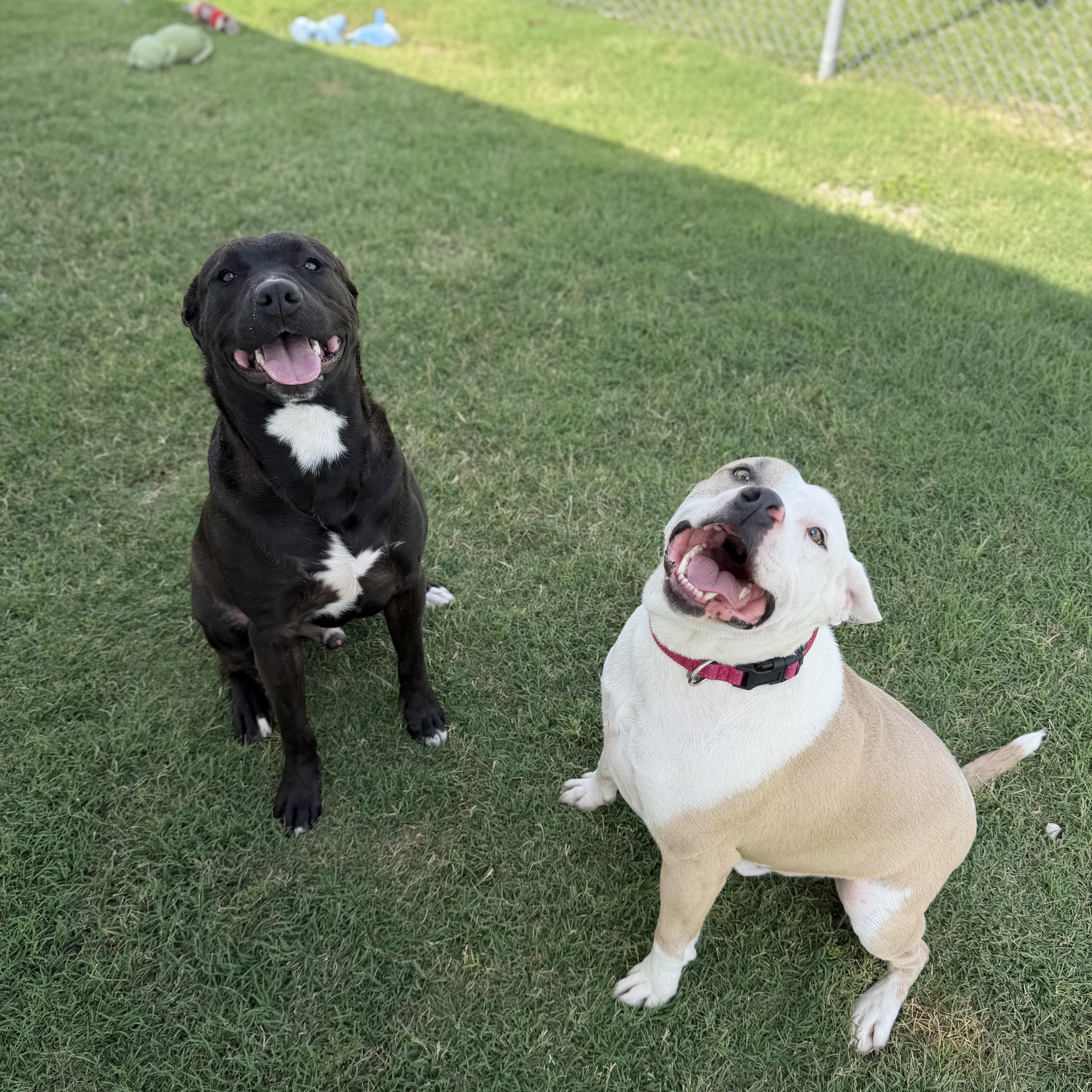 Enlarge Shylo, a ADOPTABLE mixed breed in Geronimo, OK image 3/3