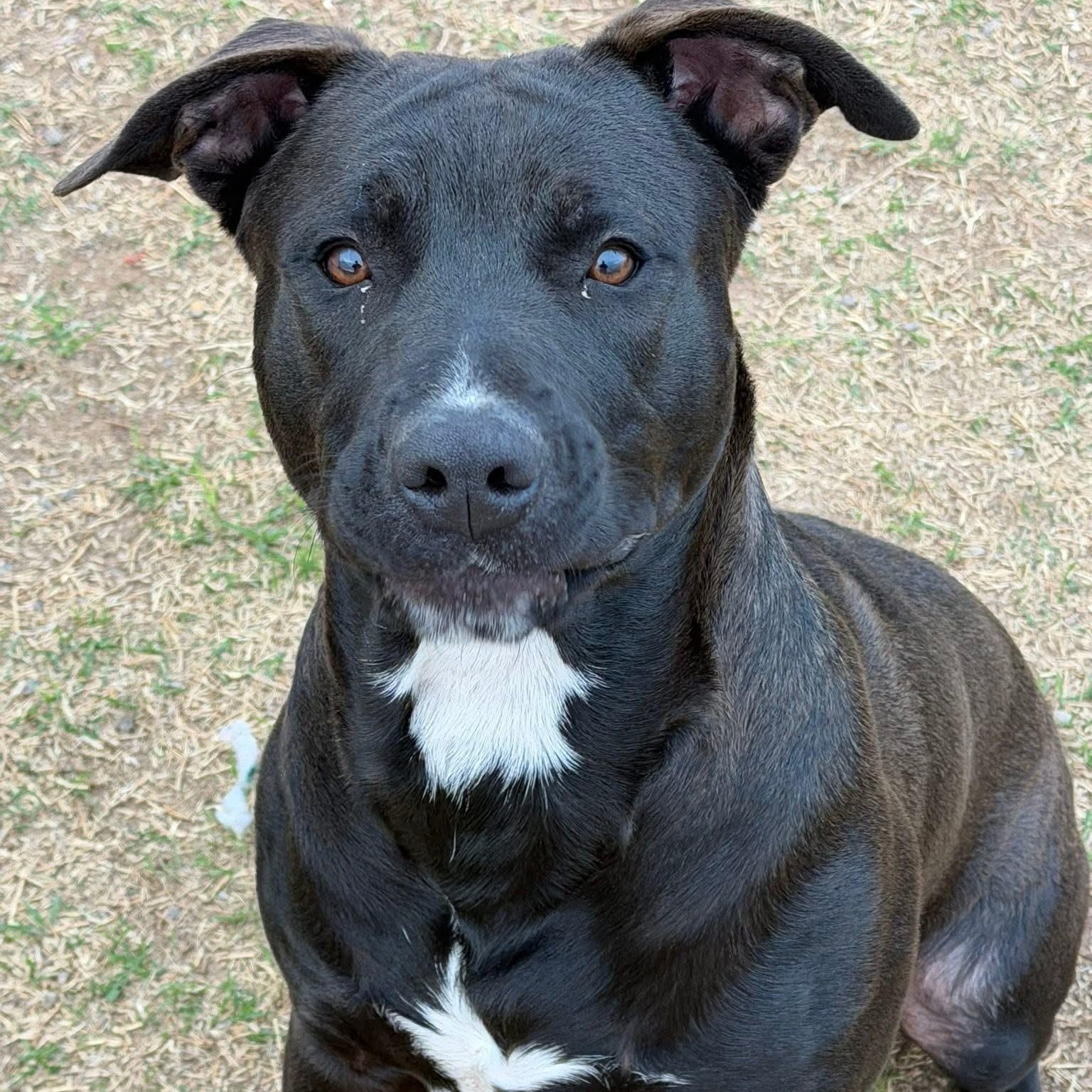Shylo, ADOPTABLE, Young Male Black Labrador Retriever & Pit Bull Terrier.