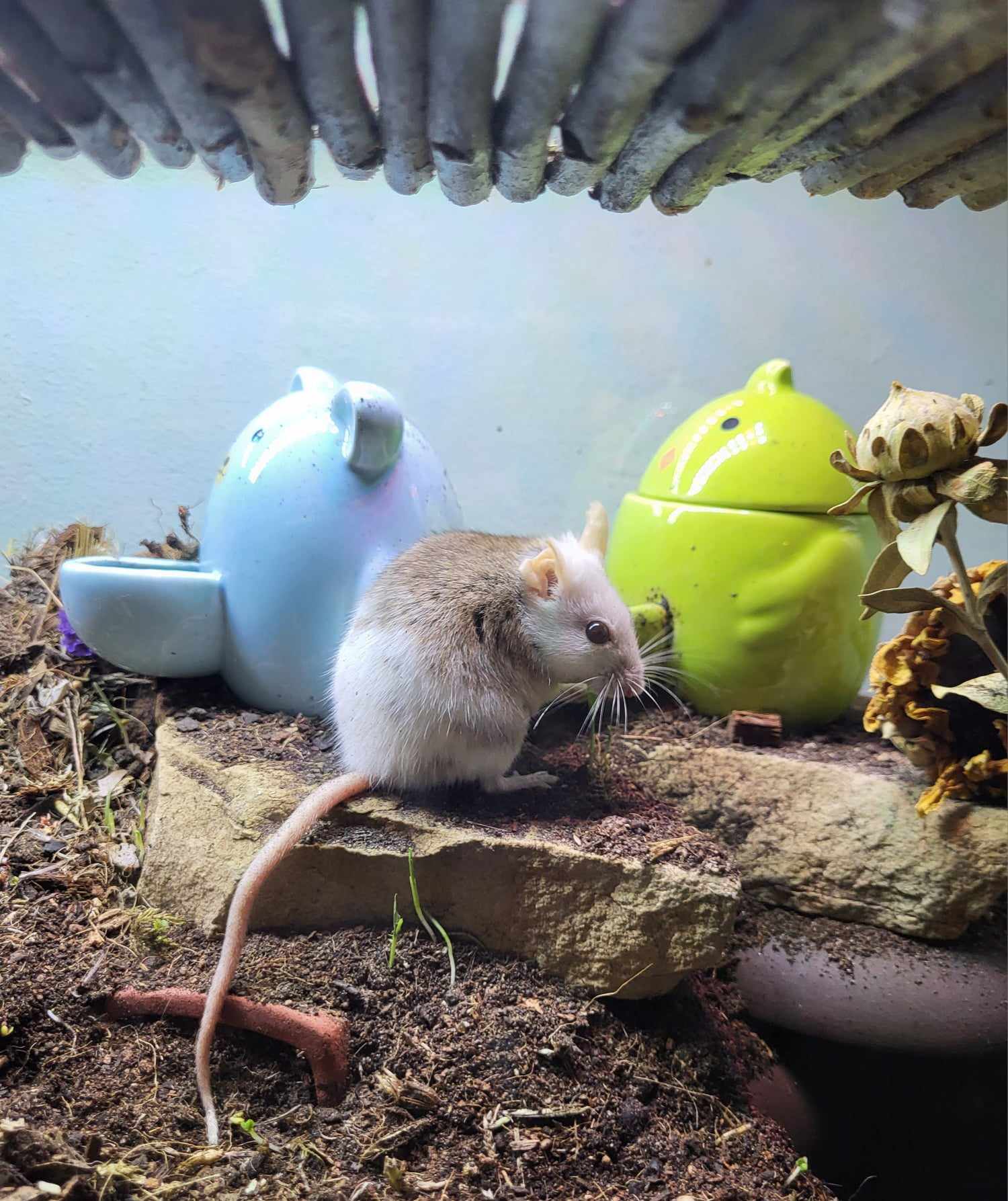 Enlarge Cotton, a Adoptable Mouse in Walker, LA image 1/3