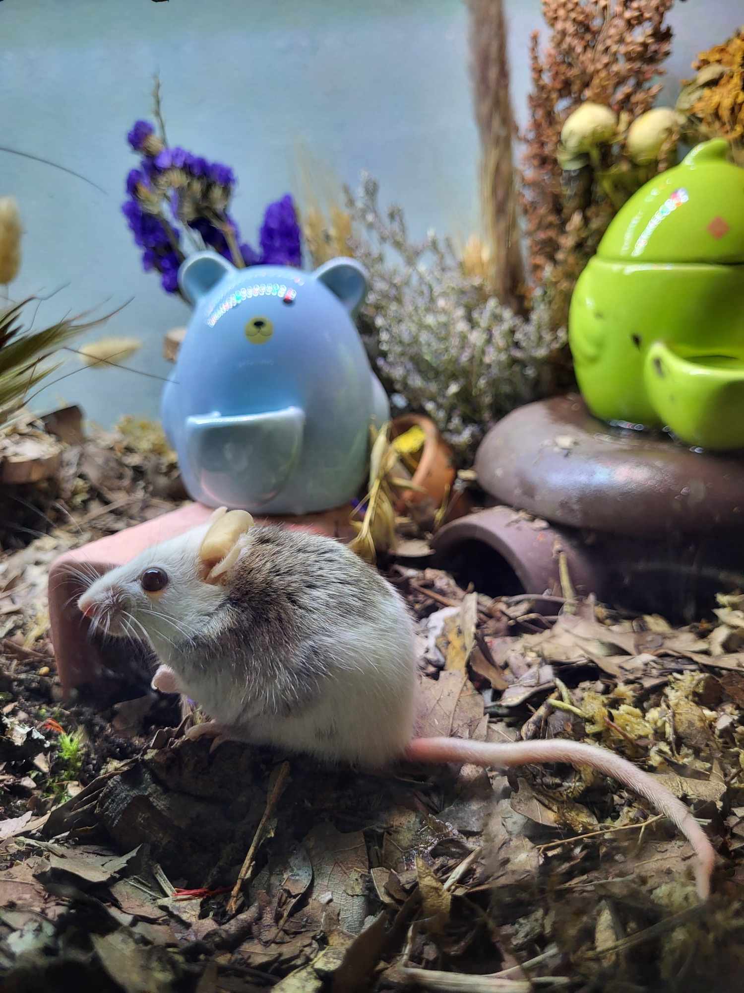 Enlarge Cotton, a Adoptable Mouse in Walker, LA image 2/3