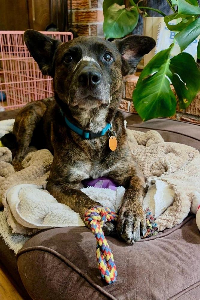 Wendell, Adoptable, Senior Male Shepherd & Boxer.