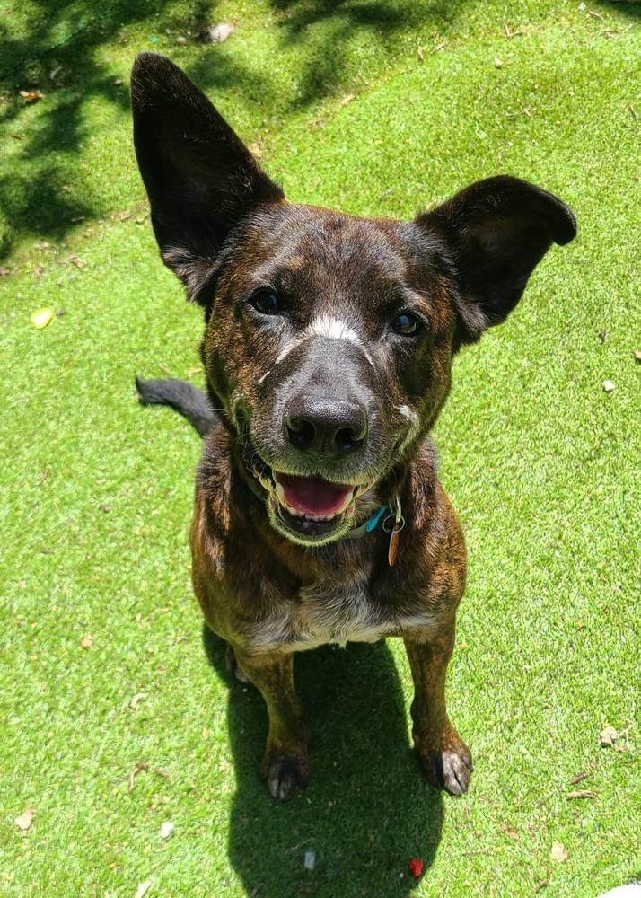 Enlarge Wendell, a Adoptable mixed breed in Shawnee, OK image 2/6