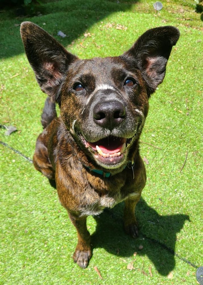 Enlarge Wendell, a Adoptable mixed breed in Shawnee, OK image 3/6
