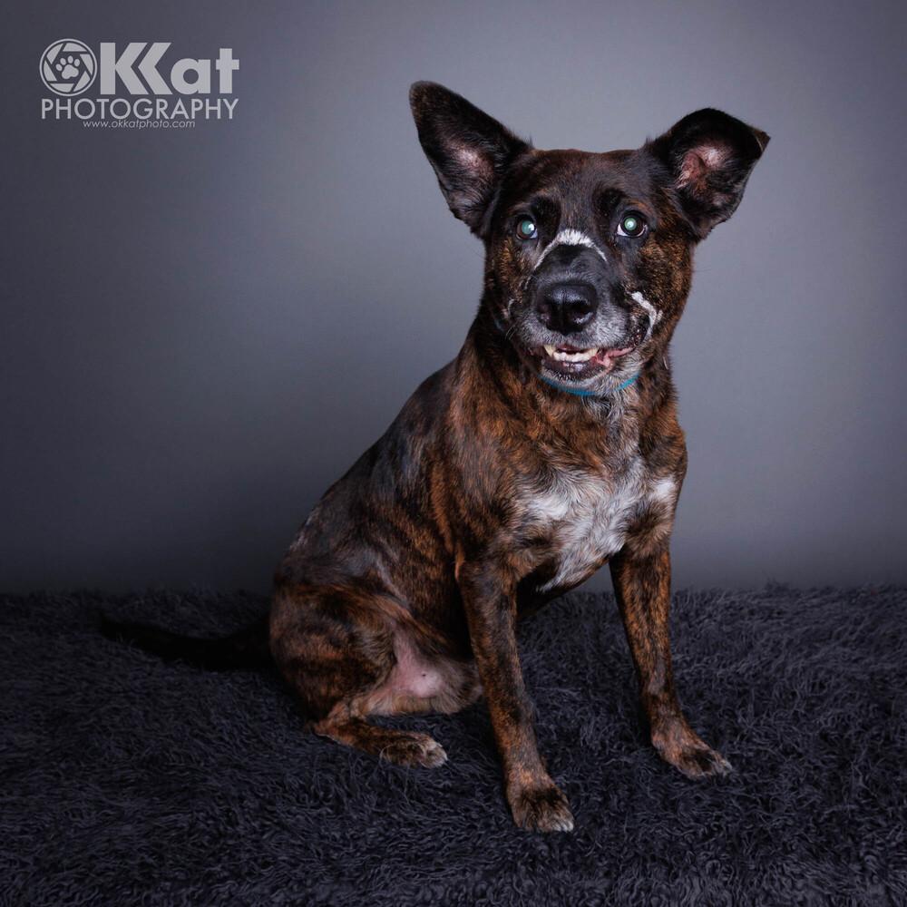 Enlarge Wendell, a Adoptable mixed breed in Shawnee, OK image 4/6