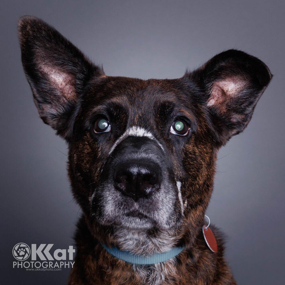 Enlarge Wendell, a Adoptable mixed breed in Shawnee, OK image 5/6