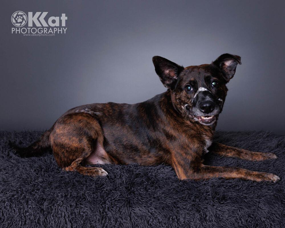 Enlarge Wendell, a Adoptable mixed breed in Shawnee, OK image 6/6