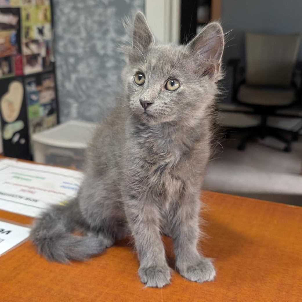 Enlarge Sunshine, a Adopted Domestic Long Hair in Reisterstown, MD image 2/3