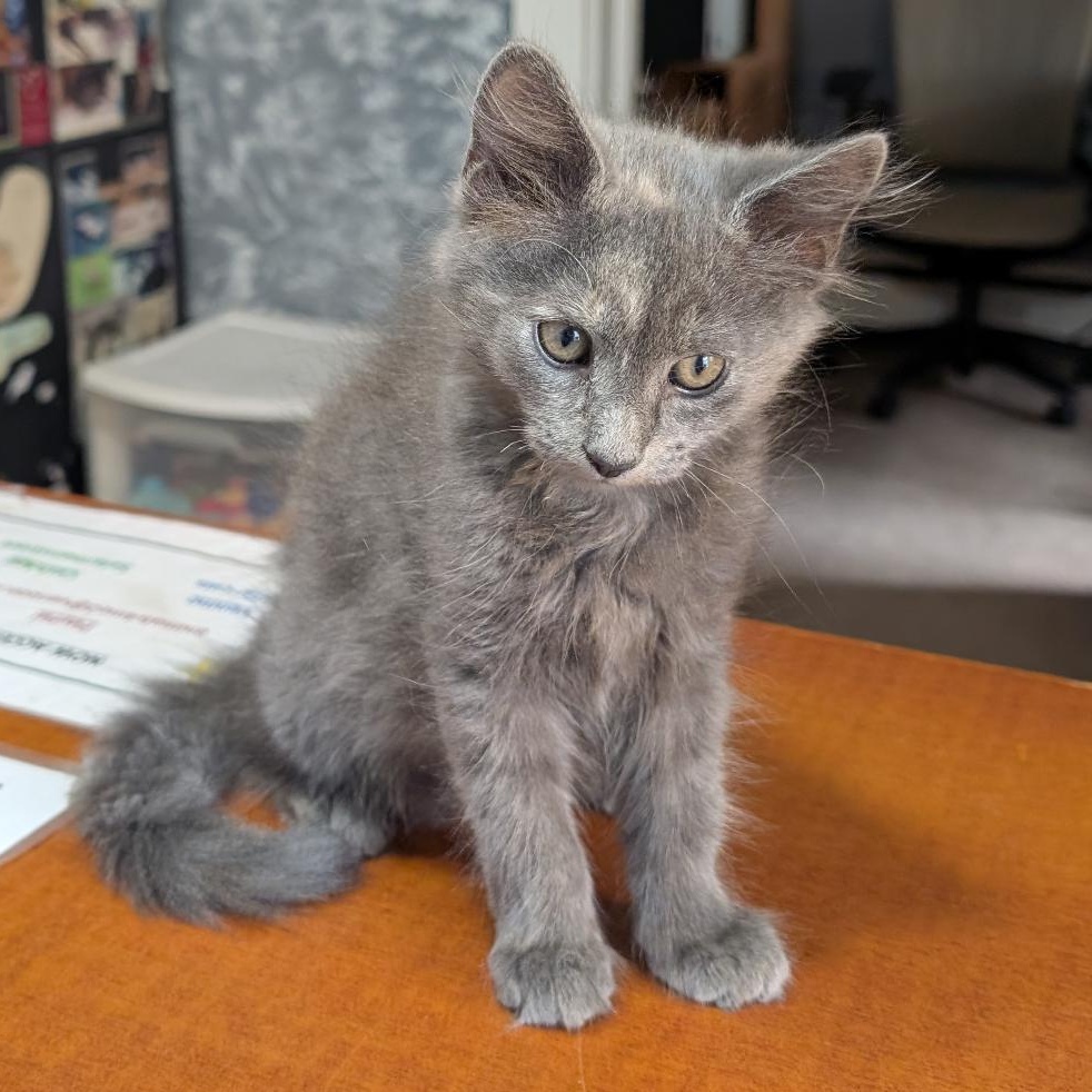 Enlarge Sunshine, a Adopted Domestic Long Hair in Reisterstown, MD image 3/3