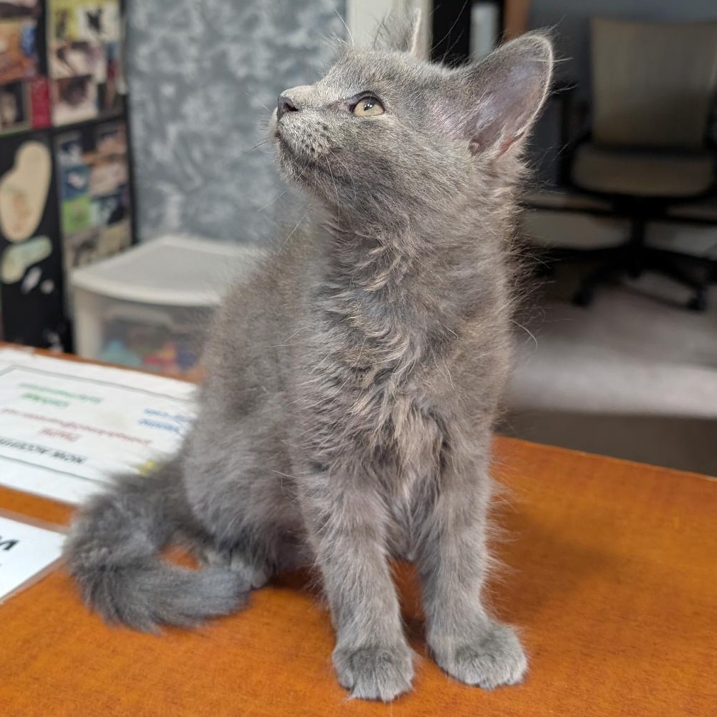 Sunshine, Adopted, Kitten Female Domestic Long Hair.
