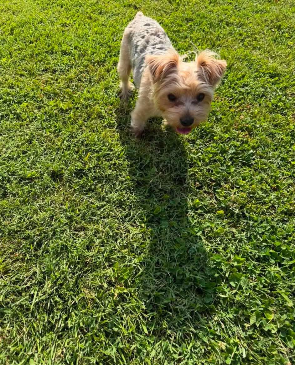 Enlarge Coco Puff, a Adopted Yorkshire Terrier in Richmond, KY image 1/4