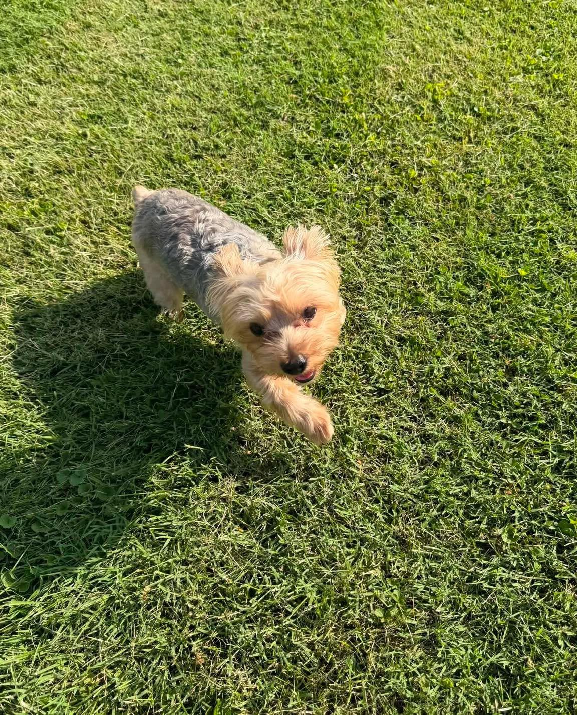 Enlarge Coco Puff, a Adopted Yorkshire Terrier in Richmond, KY image 2/4