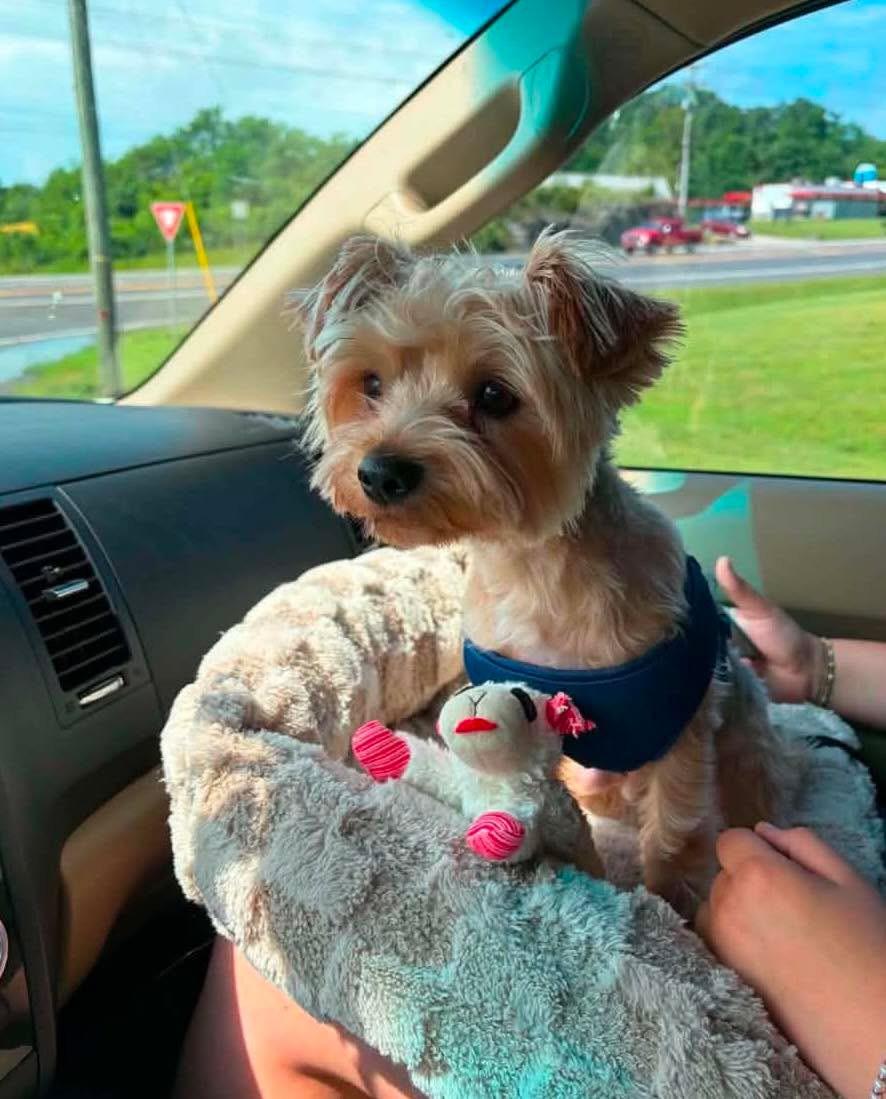 Enlarge Coco Puff, a Adopted Yorkshire Terrier in Richmond, KY image 3/4