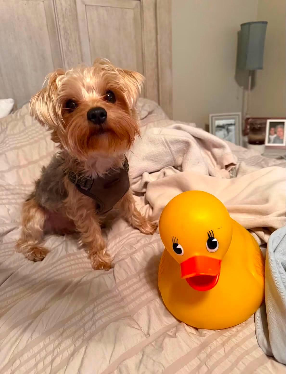 Enlarge Coco Puff, a Adopted Yorkshire Terrier in Richmond, KY image 4/4