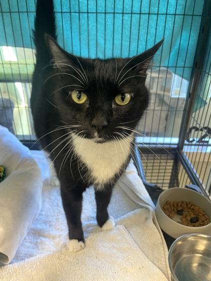 Oliver, Adoptable, Senior Male Domestic Short Hair & Domestic Short Hair.