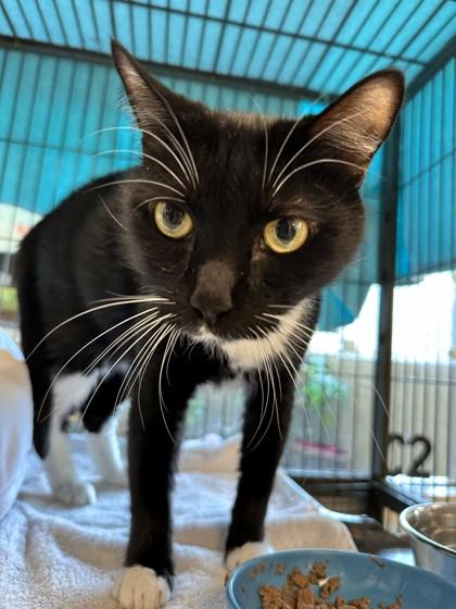 Enlarge Oliver, a Adoptable mixed breed in Palm Coast, FL image 3/3