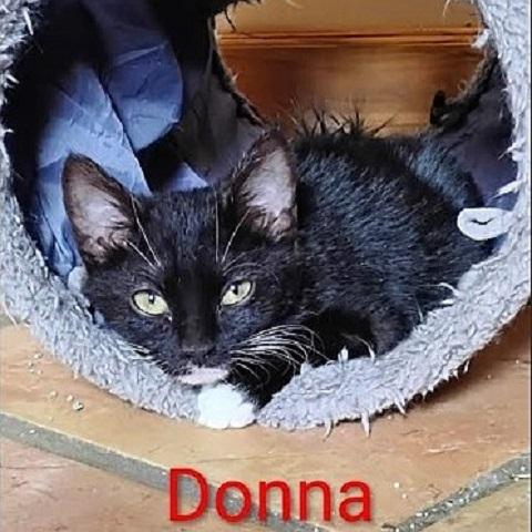 Enlarge Donna, a Adoptable Domestic Short Hair in Salt Lake City, UT image 1/2
