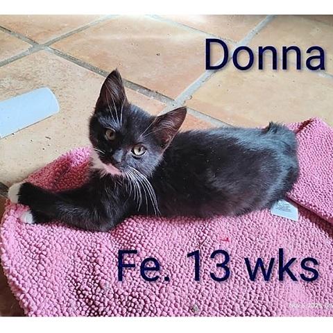 Enlarge Donna, a Adoptable Domestic Short Hair in Salt Lake City, UT image 2/2