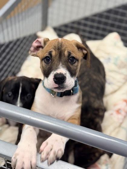 Alaska, Adoptable, Puppy Female Mixed Breed & Mixed Breed.